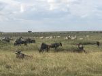 ТЕМБО сафари в Серенгети - най-известният парк в цяла Африка, разположен на повече от 15 000 кв.км савана, пълна с лъвове, леопарди, гепарди, жирафи, слонове и много други диви животни. Индивидуални пакетни предложения за 2022 г. 